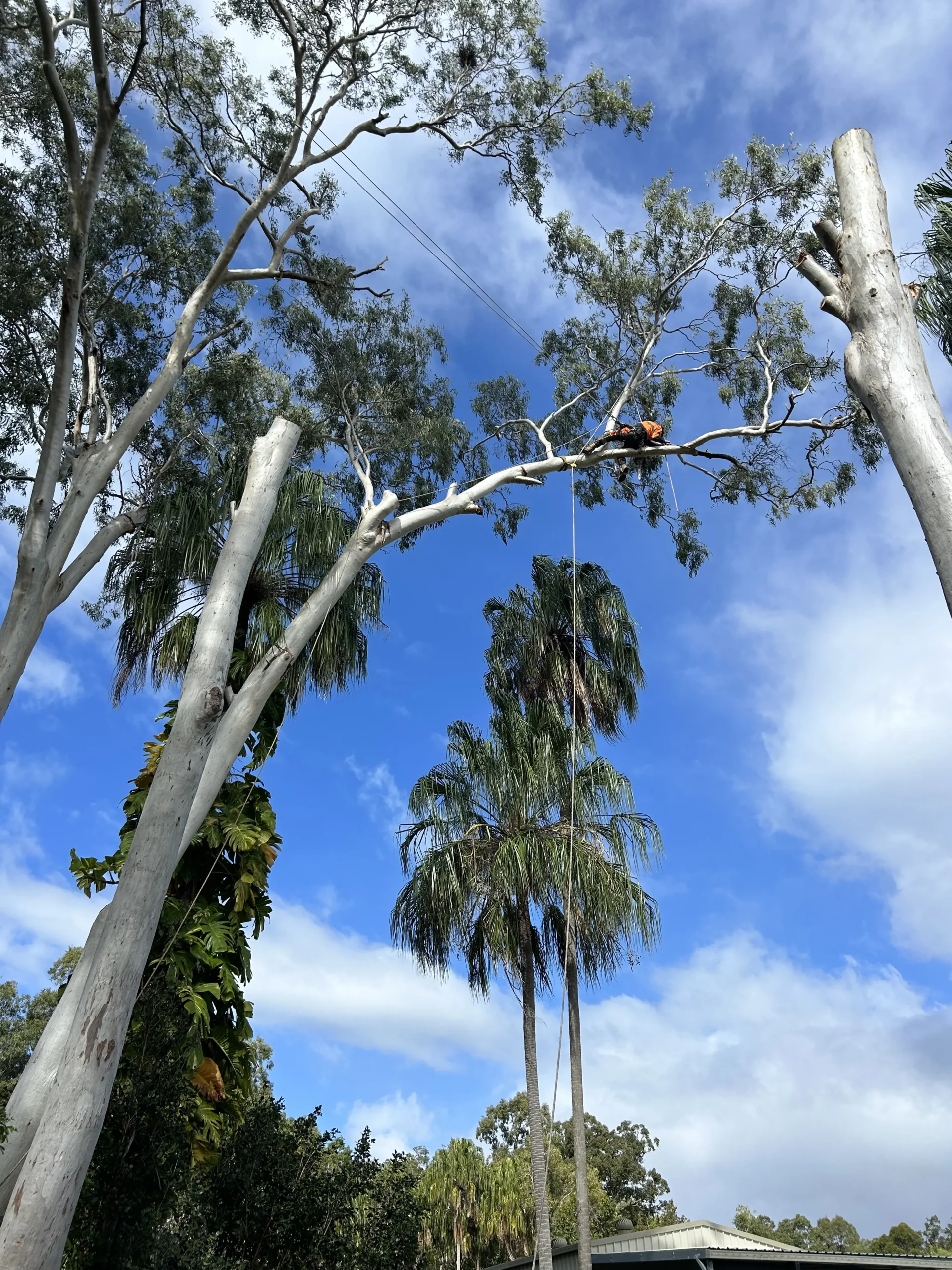 Smith Tree Solutions arborist carrying out Tree Lopping work in Sunshine Coast